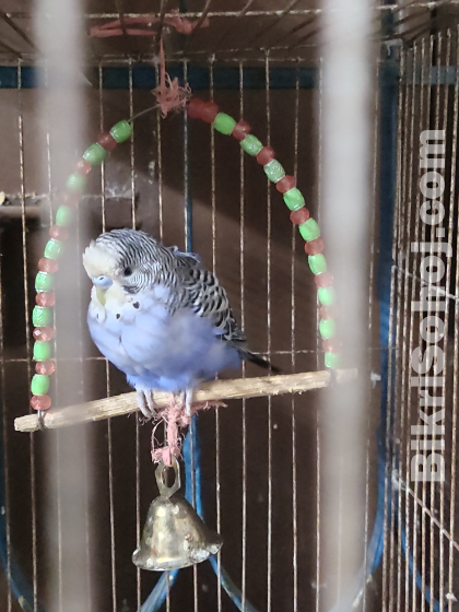 Budgerigar bird 1 pair